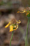 Common Leopardbane